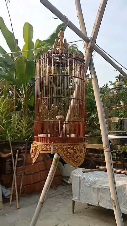 Murai batu VS Mstran