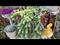 Mostrando mis sedum #retosedum