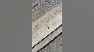 Khóa chống cốp pha cột