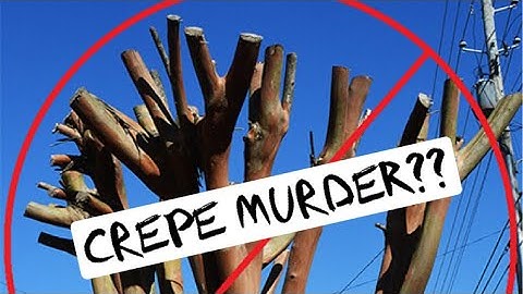 How to Trim Crepe Myrtles Correctly