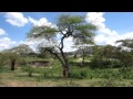 Maasai Trees Oltepesi Acacia Tortilis Animal Fodder Tree Maasai Trees Oltepesi Acacia Tortilis Animal Fodder Tree