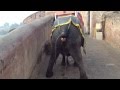 Pee Like a Race Elephant (Elephant Ride 2 of 3)