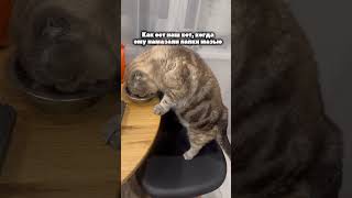 Потому что на полу скользко 😅Арт на мазь: 271212407 #питомец #кот #булочка