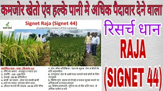 SIGNET SEEDS|RAJA(SIGNET 44)|कमजोर भूमि में भी अधिक पैदावार।कम समय मे तैयार।बीमारी रहित।8968333028