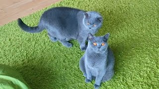 Two Blue Boys and Ginger Cat by Coconut and Family 3,241 views 3 months ago 1 minute, 37 seconds