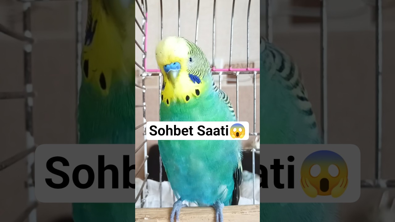 Sohbet 😱#muhabbetkuşu #konuşankuş #konuşanmuhabbetkuşu #muhabbetkuşubakımı #muhabbetkuşları