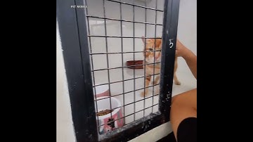 Khách Sạn Lưu Trú Cho Các Bé Mèo Chỉ 70K một ngày