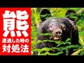 【 熊 に 遭遇した時 の 対処法 】を 熊博士 に聞く
