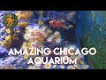 Chicago  shedd aquarium walkthrough with chill music  see fish  more