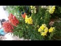 FLORES DE LOS PATIOS DE CÓRDOBA 2015 (REGINA - SANTIAGO)