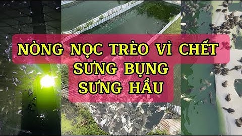 Nòng nọc chết trắng khi lên vỉ, nòng nọc ếch gặp trời mưa