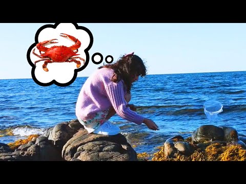 დაბადების დღის სიურპრიზი და კიბორჩხალებიიიიი #Vlog68