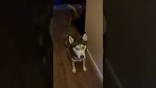 Getting yelled at by a husky