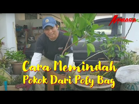 Video: Cara menjaga pokok wang pasu