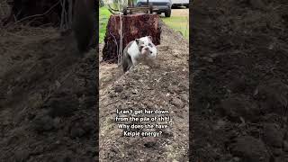 Bulldog with Kelpie energy won’t come down off pile of manure.  #bulldog #funnydog #crazydog #dog