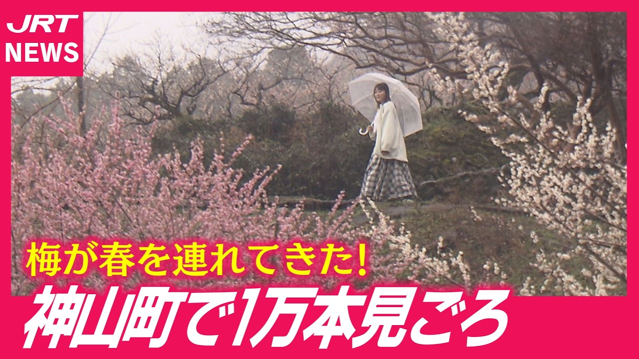 【雨でも美しい】色とりどりの梅が幻想的…神山町の春景色