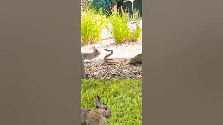 rabbit vs snake fight