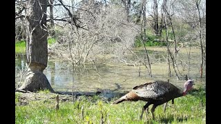 2021 Trail Cam Videos Vol  2 (March to July) by Larry Peterson 10,151 views 2 years ago 27 minutes