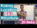 Kidney location and structure