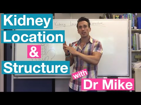 Kidney Location And Structure