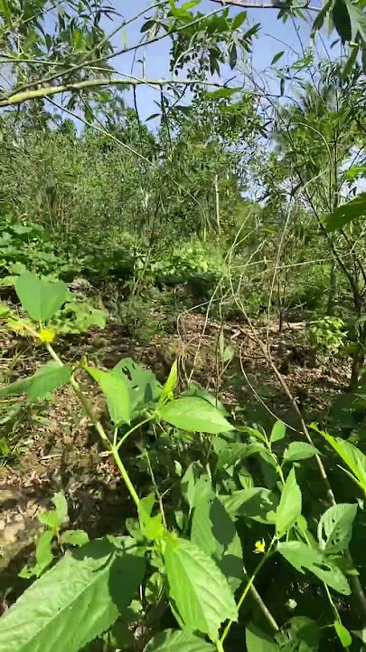 #nature#provincelife#bukidlife#trendingshorts#shortvideo#shortsviral