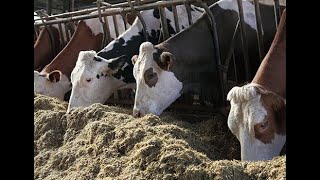 طريقة إنتاج أعلاف رخيصة الثمن عالية القيمة الغذائية لحيوانات المزرعة