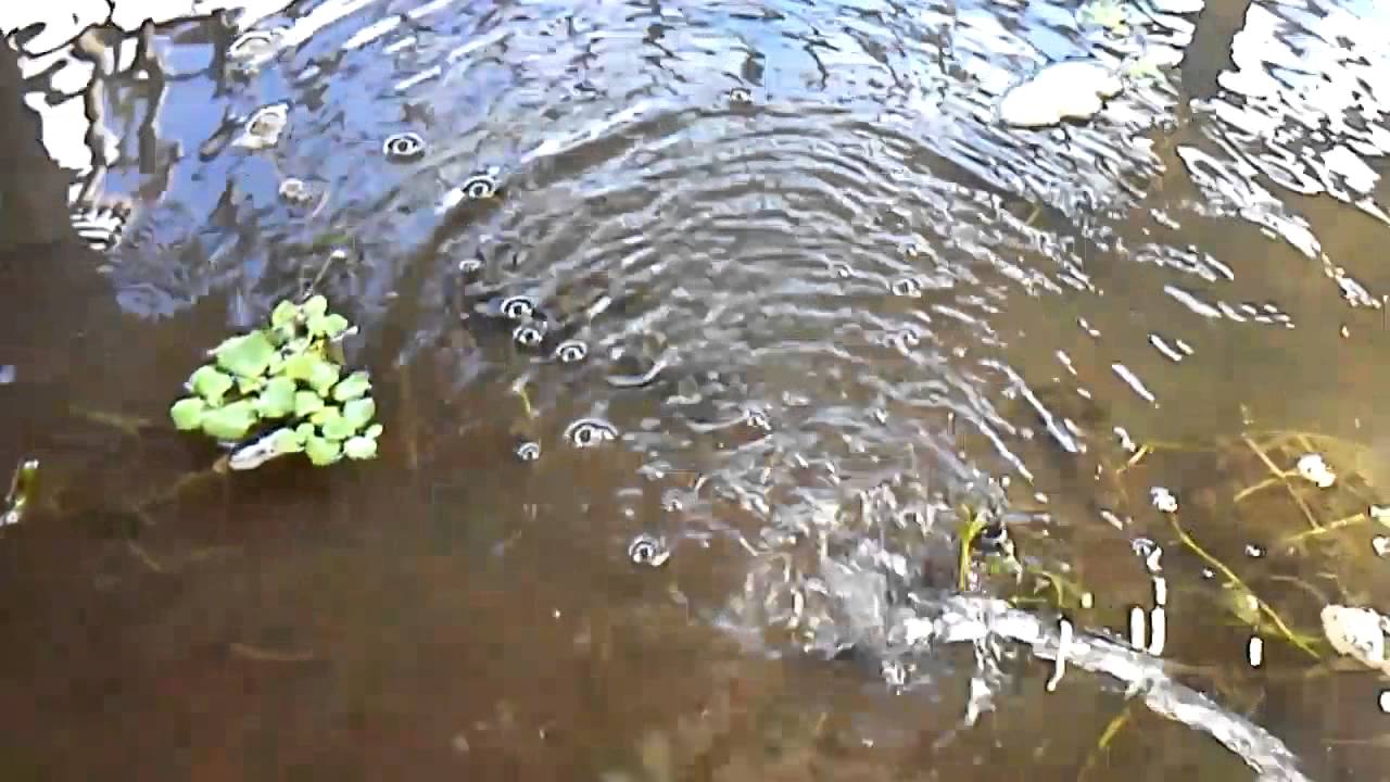 Budidaya Cacing Sutra 