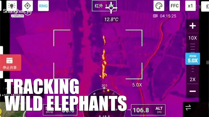 🐘 Drone footage shows China elephants keep their daily routines amid wandering - DayDayNews