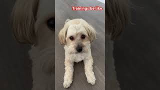 Havanese dog Trainings cute mistakes