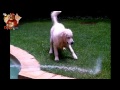 Funny Dogs Compilation #1 (HD/HQ) CrazyPets