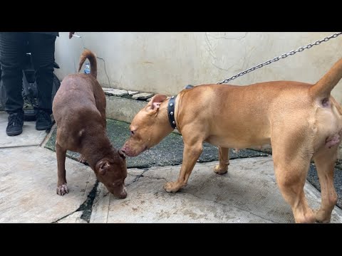 Video: Anjing dan Moms