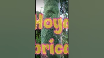 Hoya Imbricata #hoya#shorts#newshorts#hoyaimbricata#treanding#viral#gardening#newplant#unique#plants