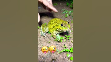 Catch Big Frog for funny funny l web frog jump budget