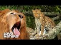 Flirting Leopards Interrupted by Lions | Love Nature