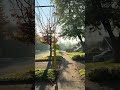 Crispy early fall morning (autumn)