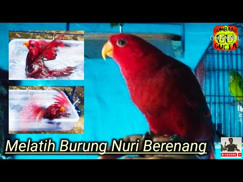 Video: Cara Mengajar Burung Nuri Untuk Berenang