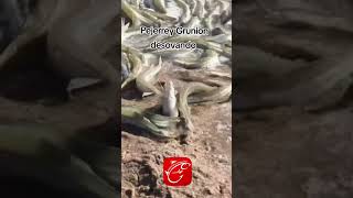 Pejerrey Grunion desovando 🙌 #pesca #pescasub #peces #lineadepesca #fishing #fish #pescar #pejerrey