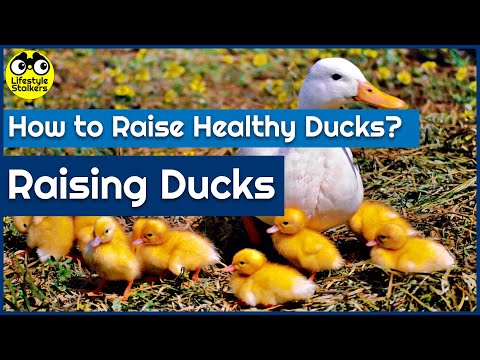 Raising Ducks - How to Raise Healthy Ducks