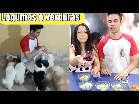 Vídeo: 18 cães que estão esquecendo as regras e se apaixonando por gatos