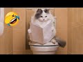 Cute animals Videos Compilation cute moment of the animals - Cutest Animals