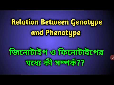 Relation between Genotype and Phenotype/জিনোটাইপ ও ফিনোটাইপের মধ্যে সম্পর্ক কি