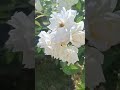 Summer Flowers Of Kyiv In My Neighborhood Flower 2025 Ukraine Beautiful Summer Flowers Of Kyiv In My Neighborhood Flower 2025 Ukraine Beautiful