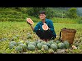 2 year living in forest harvest watermelon gardens to sell forest life