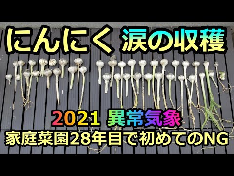 【ニンニク収穫 涙のノウハウ 2021】超早い梅雨で腐る 家庭菜園28年目  無農薬 半自給自足