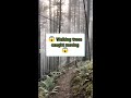 Creepy Trees Caught Moving Mp3 Song