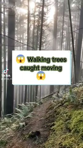 Creepy Trees Caught Moving