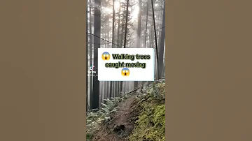 Creepy Trees Caught Moving