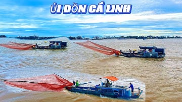 Độc Đáo Cách Ủi Dồn Cá Linh Non Mùa Nước Nổi Tại Tân Châu An Giang. 