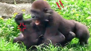 Brothers fight???Djeecoゴリラ迪亞哥zoo金剛猩猩|20230805-21 @gorilla.djeeco.family