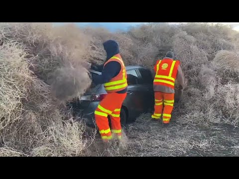 Tumbleweeds trap cars, trucks in rural Washington